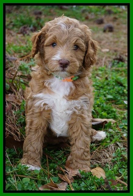 Ashby Grover 2 pups 6 wks old141