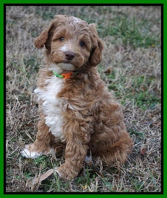 Ashby Grover 2 pups 7 wks old 151