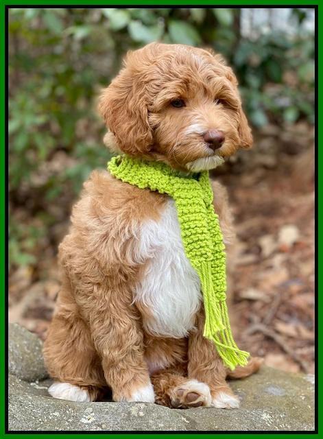Ashby Grover 2 pups 8 wks old 2112