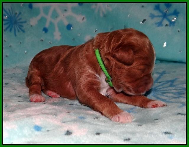 Ashby Grover 2 pups one wk old 51