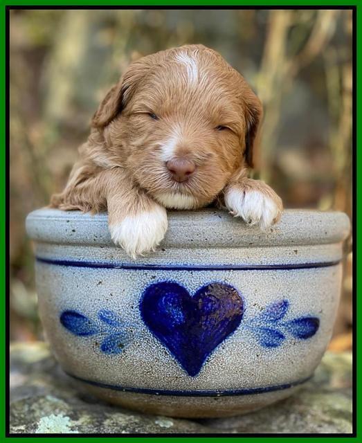 Ashby Grover pups 3 wks old 171