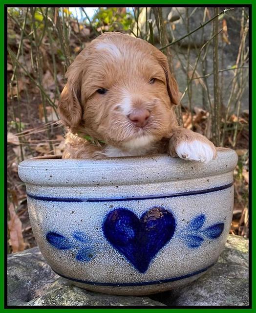 Ashby Grover pups 3 wks old 191
