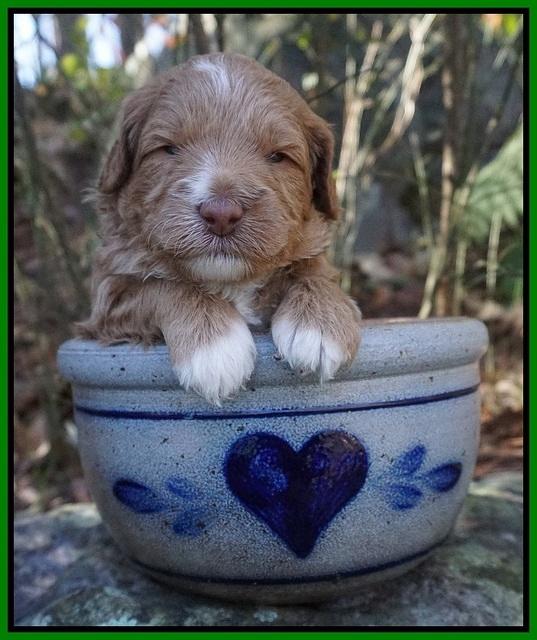 Ashby Grover pups 3 wks old 201
