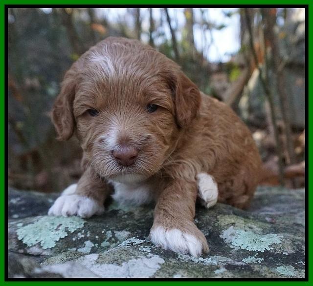 Ashby Grover pups 3 wks old 211