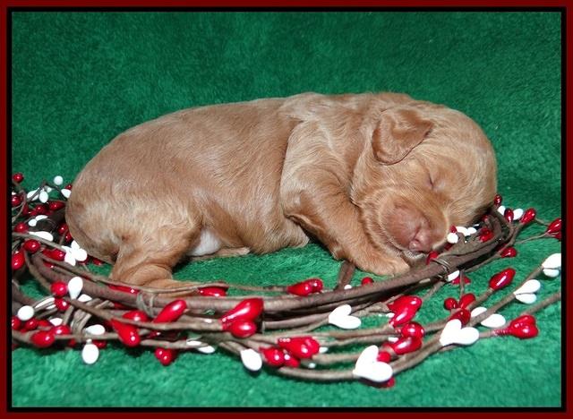 Ashby Grover 2 pups 2 wk old 111