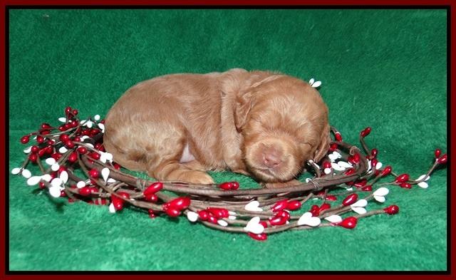 Ashby Grover 2 pups 2 wk old 121