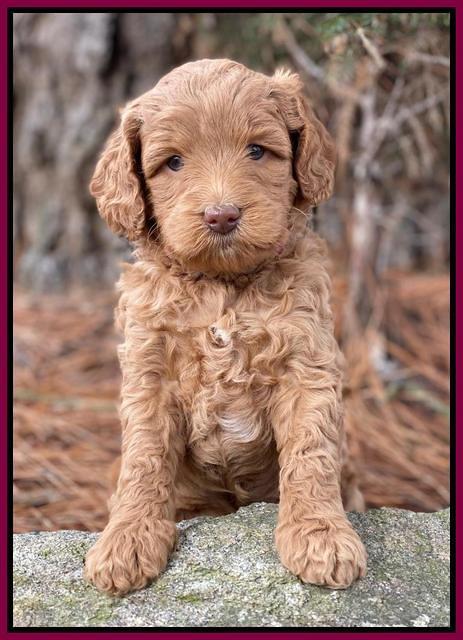 Ashby Grover 2 pups 5 wks old231