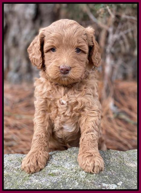 Ashby Grover 2 pups 5 wks old261