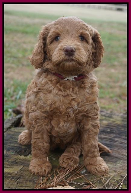 Ashby Grover 2 pups 6 wks old181