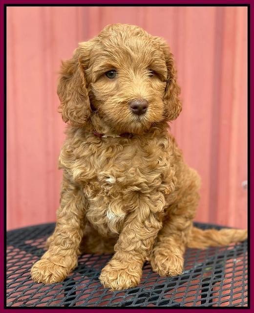 Ashby Grover 2 pups 7 wks old 161
