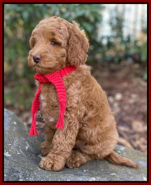 Ashby Grover 2 pups 8 wks old 111
