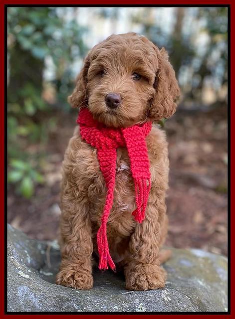 Ashby Grover 2 pups 8 wks old 91