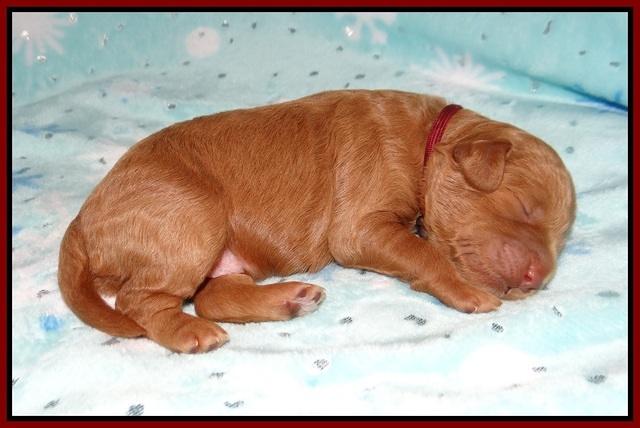 Ashby Grover 2 pups one wk old 91