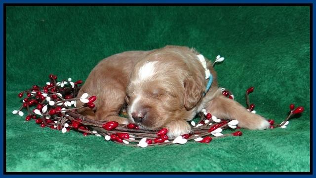 Ashby Grover 2 pups 2 wk old 151