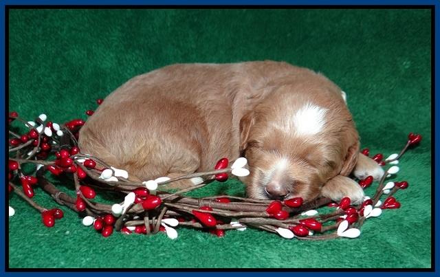 Ashby Grover 2 pups 2 wk old 161