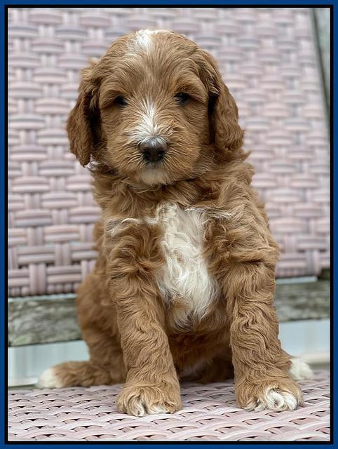 Ashby Grover 2 pups 5 wks old271