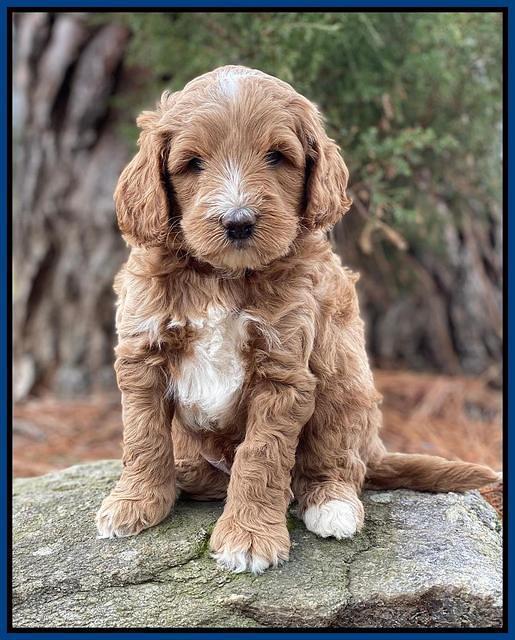 Ashby Grover 2 pups 5 wks old281