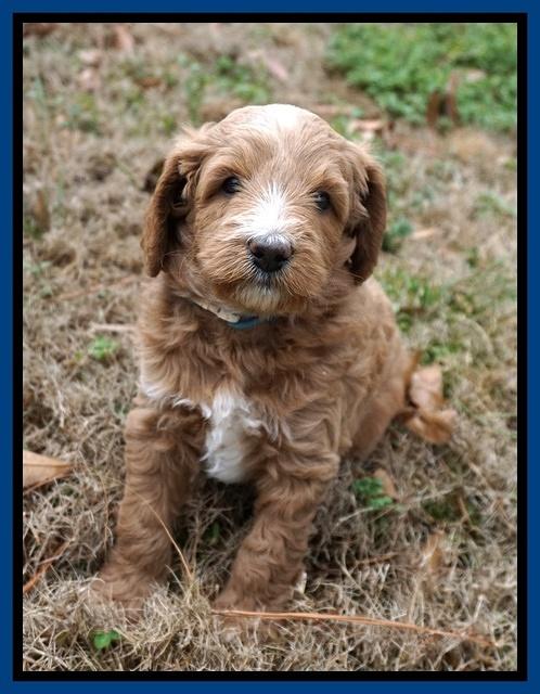 Ashby Grover 2 pups 5 wks old311