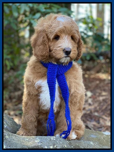 Ashby Grover 2 pups 8 wks old 11