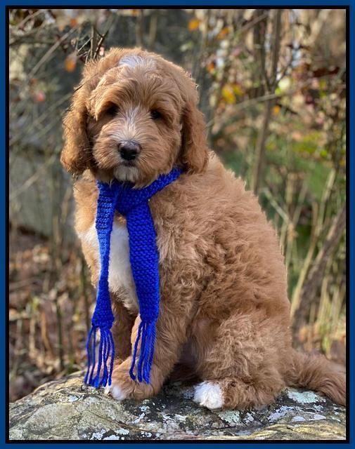 Ashby Grover 2 pups 8 wks old 21