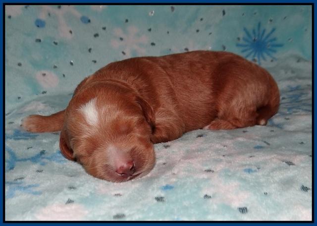 Ashby Grover 2 pups one wk old 41