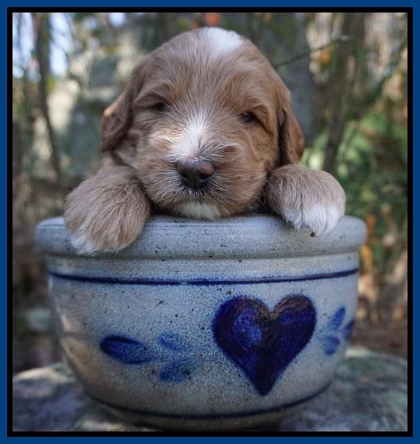 Ashby Grover pups 3 wks old 311