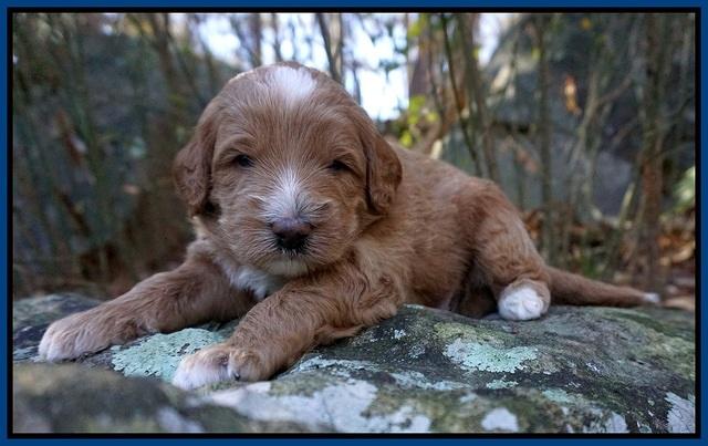 Ashby Grover pups 3 wks old 321