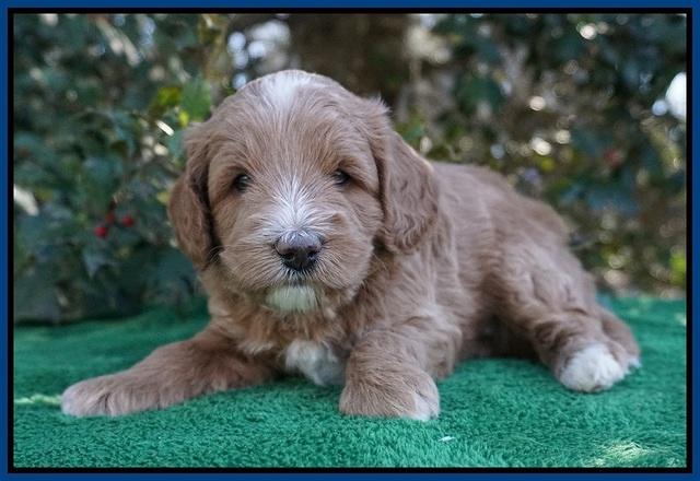 Ashby Grover pups 4 wks old 241