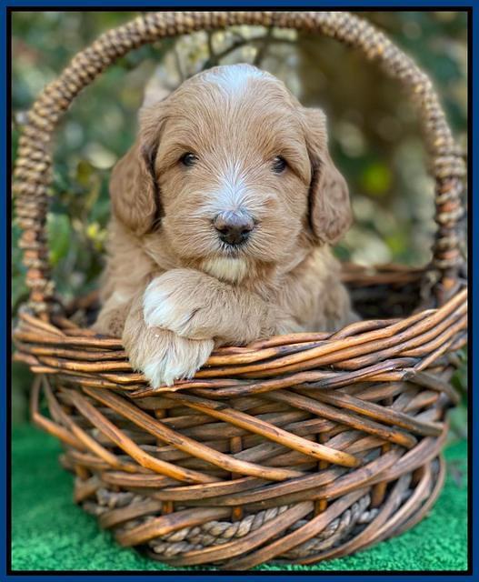 Ashby Grover pups 4 wks old 261