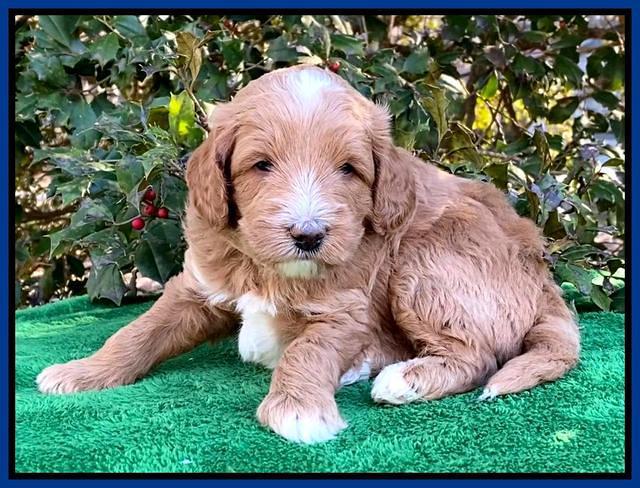Ashby Grover pups 4 wks old 271
