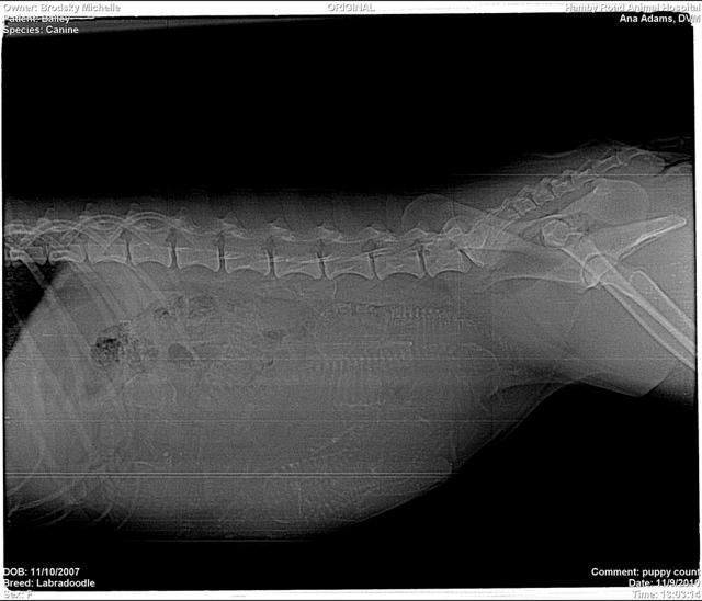 Bailey preg xrays 2