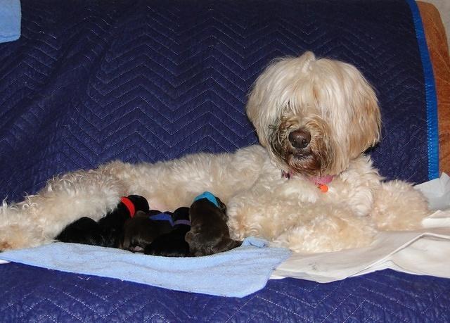 Bailey Rocco newborn puppies 11 18 10 001