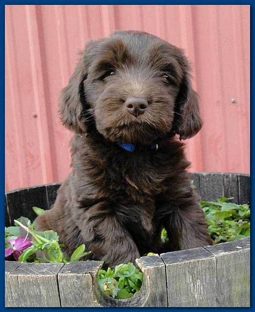 Bailey Rocco 7 weeks old 001