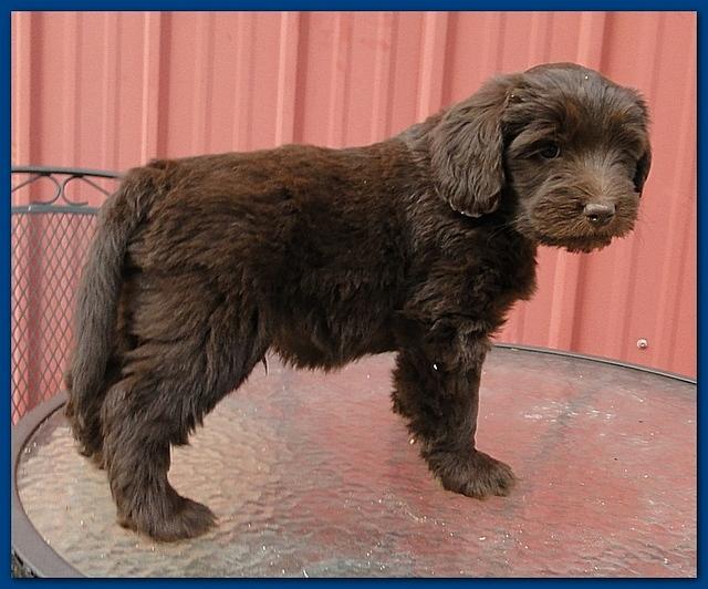 Bailey Rocco 7 weeks old 031