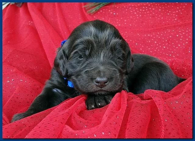 Bailey Rocco puppies 2 weeks old 038