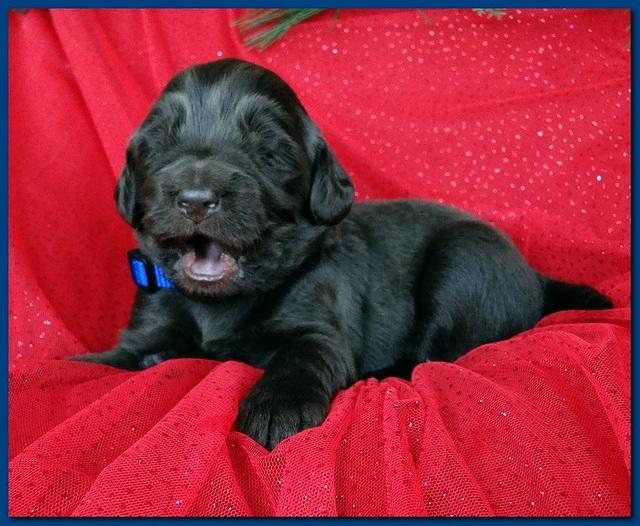 Bailey Rocco puppies 2 weeks old 041