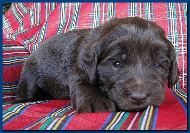 Bailey Rocco puppies 3 weeks old 040