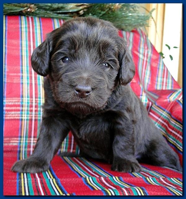 Bailey Rocco puppies 3 weeks old 044