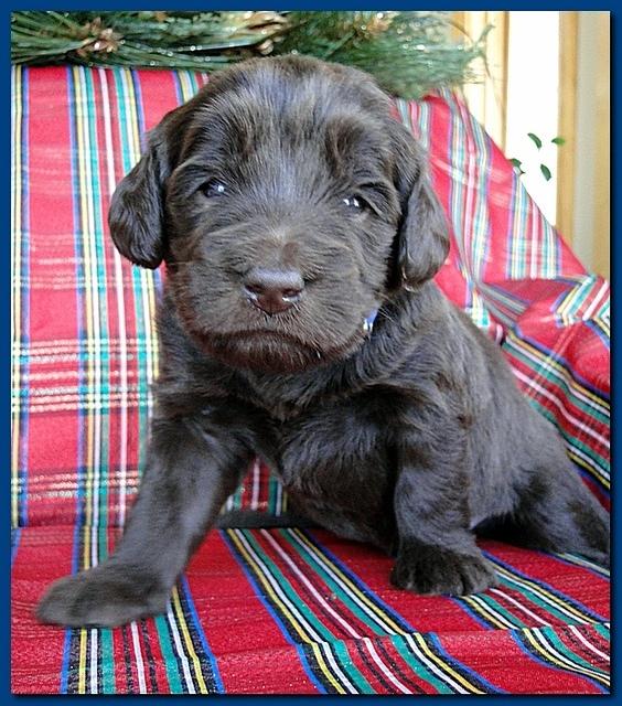 Bailey Rocco puppies 3 weeks old 045