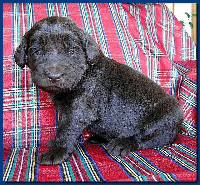 Bailey Rocco puppies 3 weeks old 048