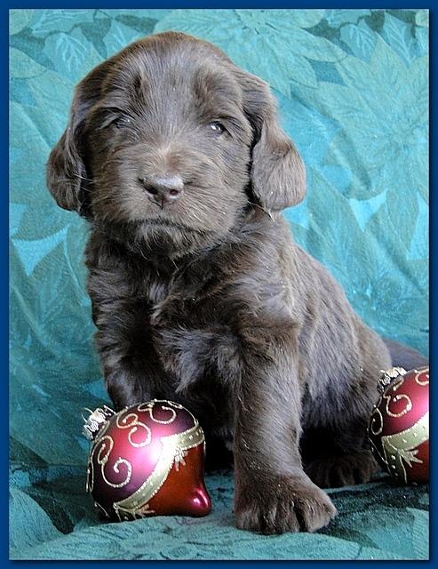 Bailey Rocco puppies 4 weeks old 017