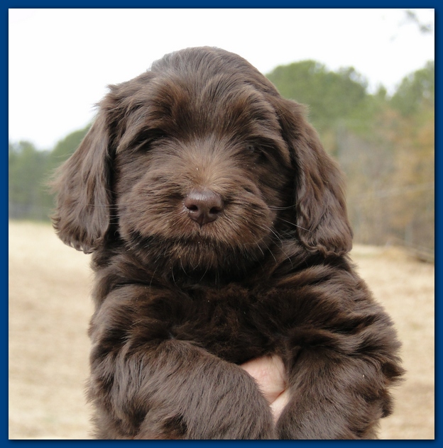 Bailey Rocco puppies 6 weeks old 003