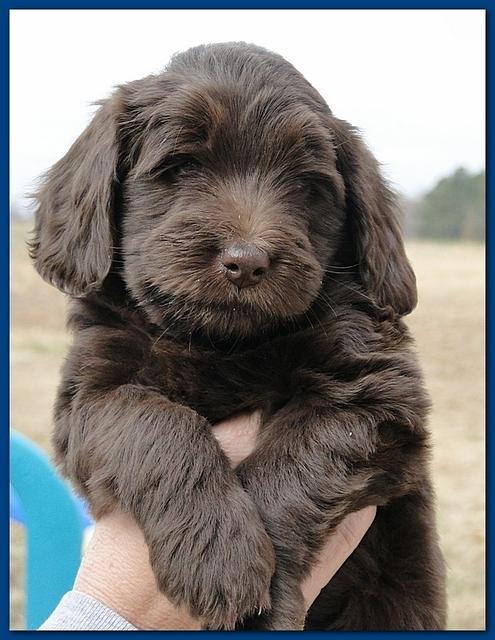 Bailey Rocco puppies 6 weeks old 004