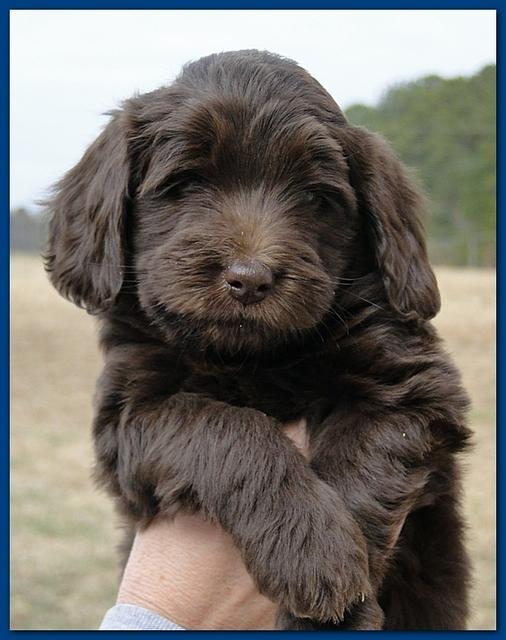 Bailey Rocco puppies 6 weeks old 005