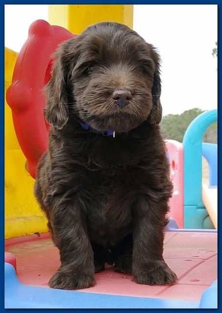 Bailey Rocco puppies 6 weeks old 008