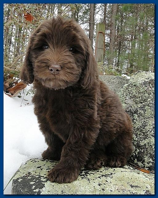 Bailey Rocco puppies 8 weeks old 007