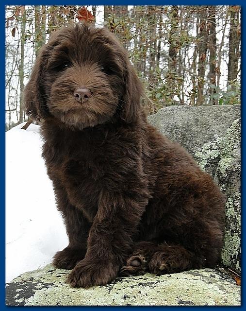 Bailey Rocco puppies 8 weeks old 011