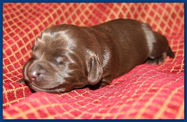 Bailey Rocco pups 11-22-10 056