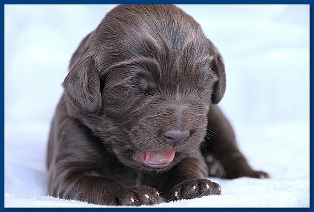 Bailey Rocco pups 11-27-10 133