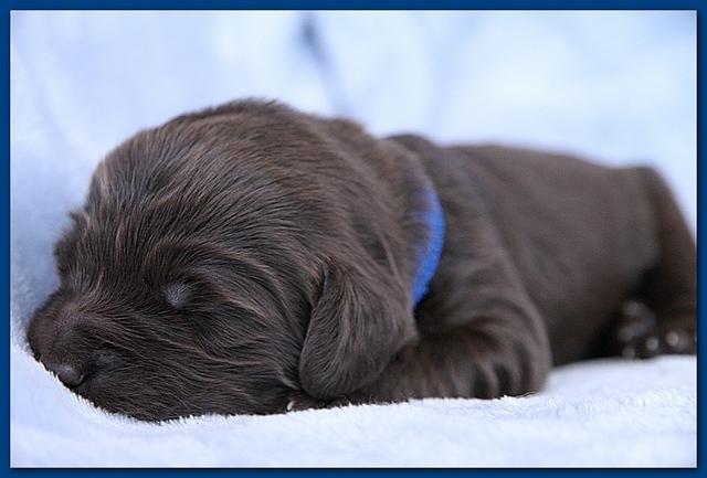 Bailey Rocco pups 11-27-10 149